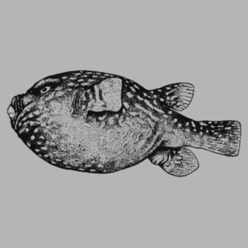 Unisex vintage fish t-shirt Design