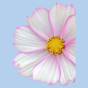 Women’s T-Shirt – White & Pink Flower Head Design Design