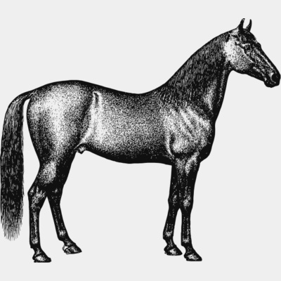 Horse vintage print Thumbnail