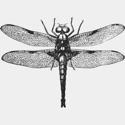 Butterflies and insects Thumbnail